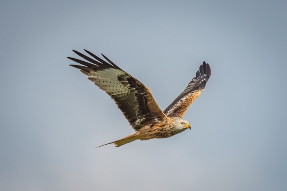 Vogeltrektelling